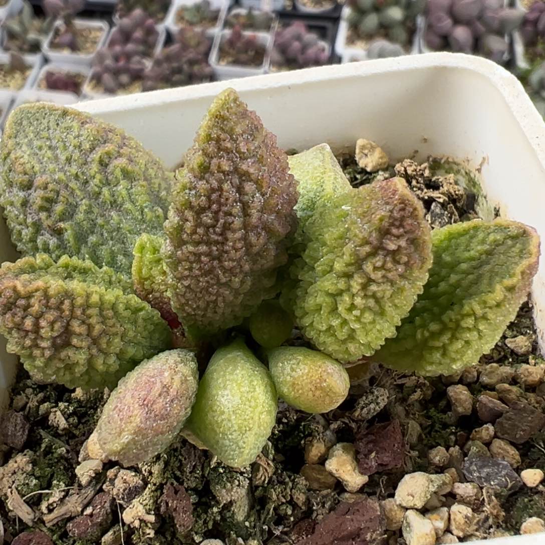 实生新品绿色多头纯木质桩多肉植物