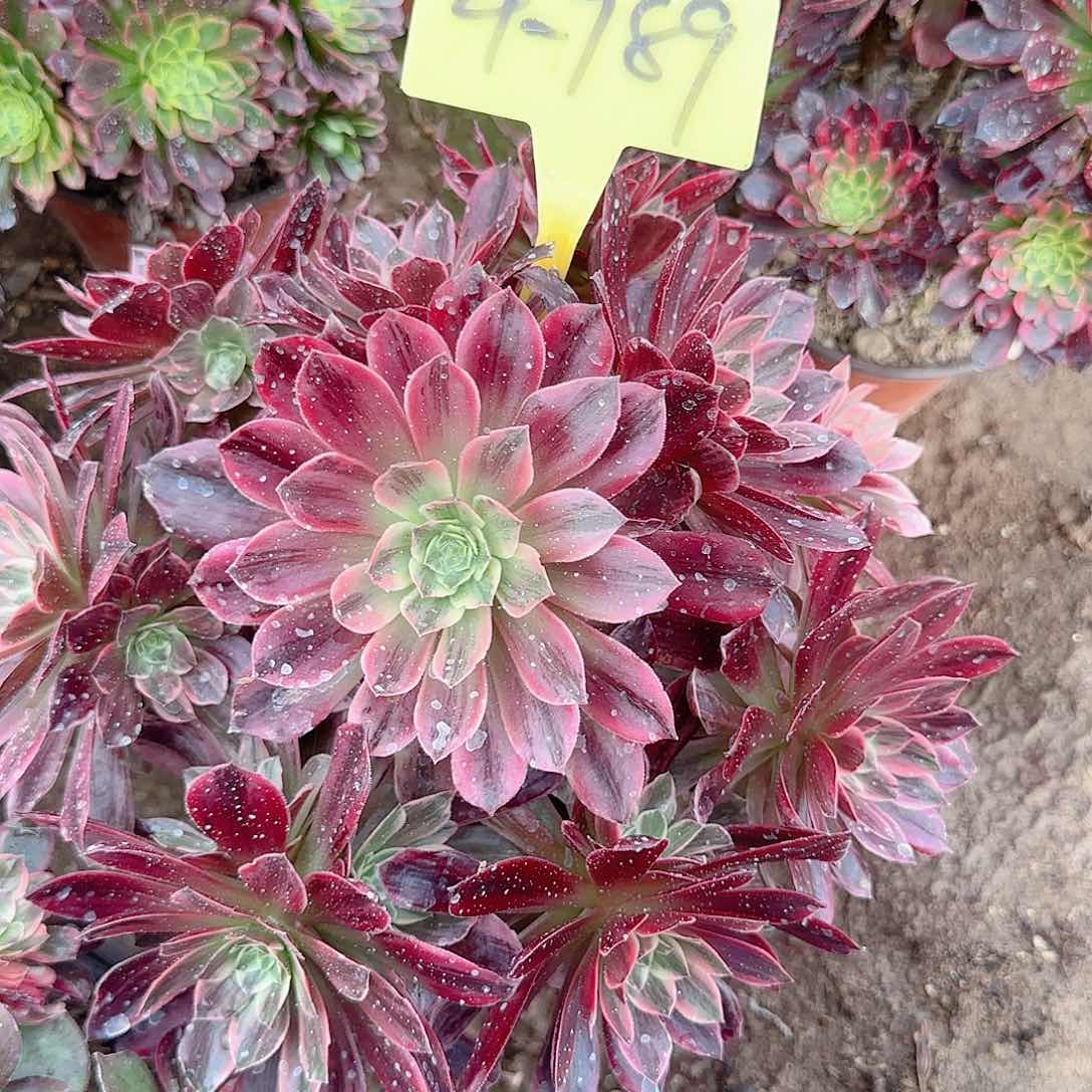 4-789--+婚纱多头多肉