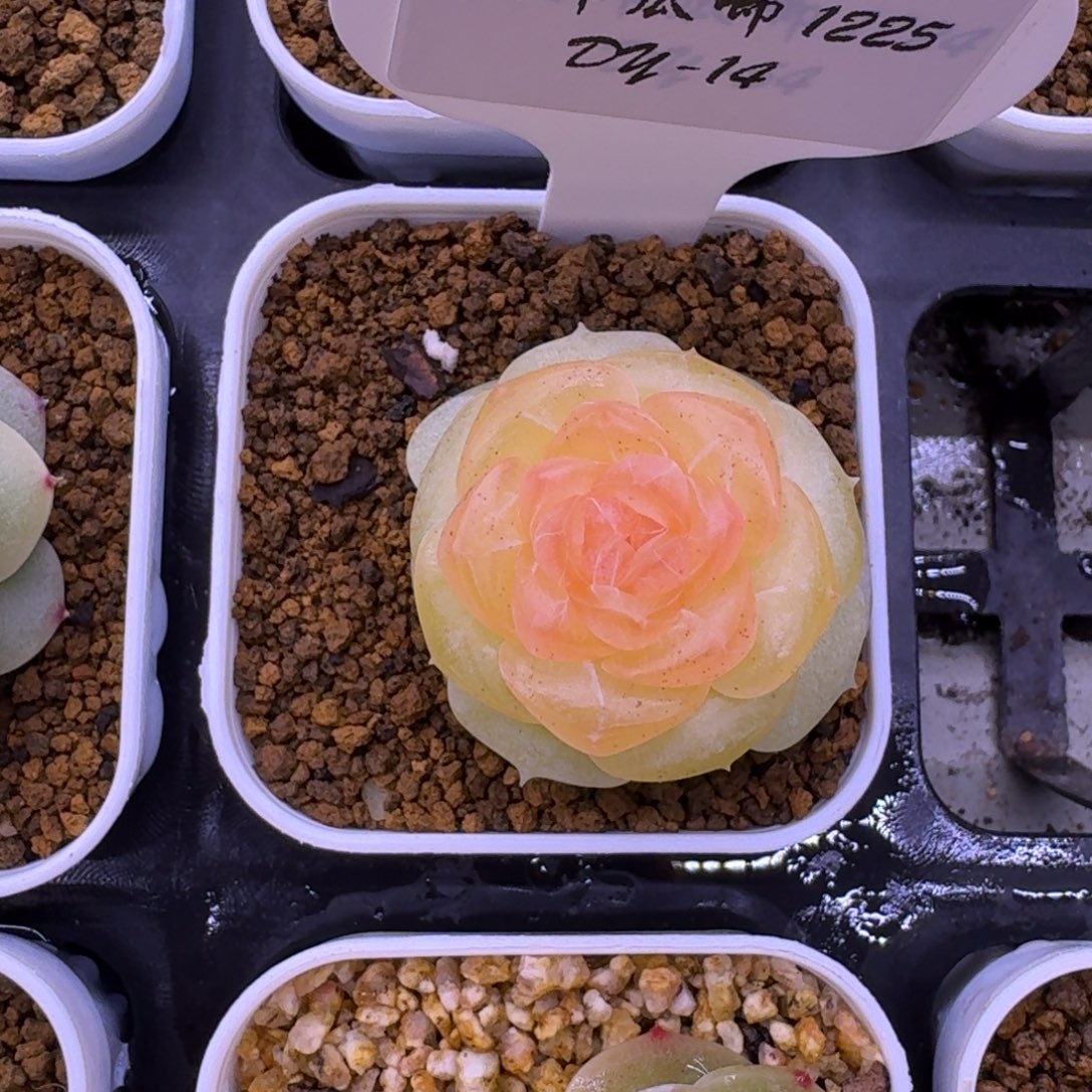 沉***川1225-14-抚云单头一颗