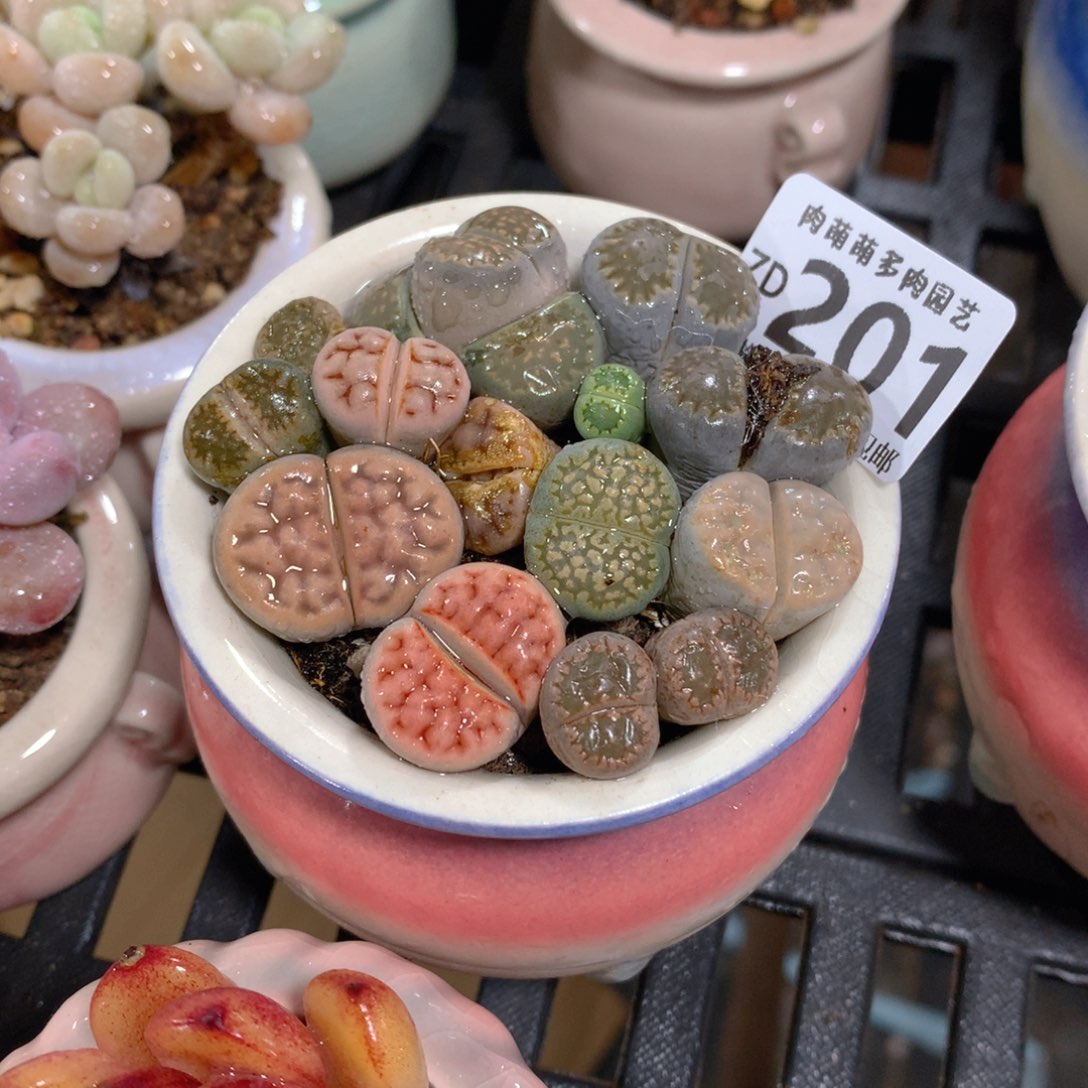 肉萌萌拇指盆精控多肉ZD201