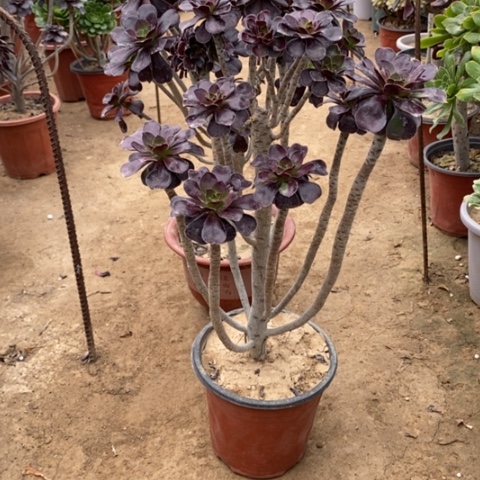 599、2颗多肉法师