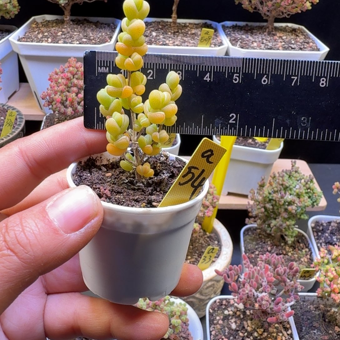 a54号元宝冠服2厘米左右