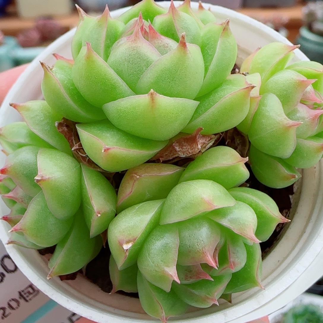 花语逸镜0930-22麦秆散