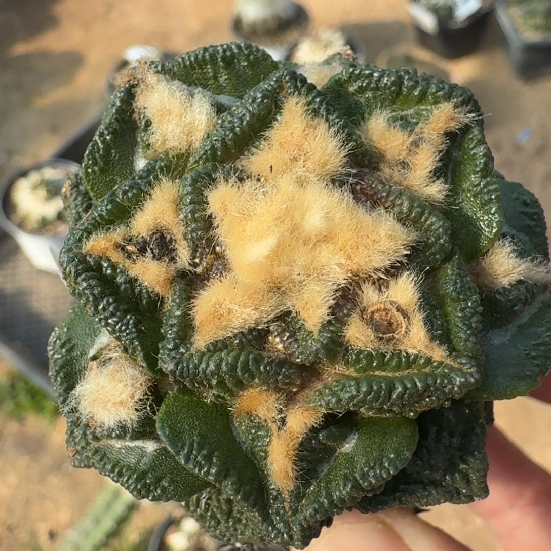 【闪购商品】大尤螺旋辛顿539