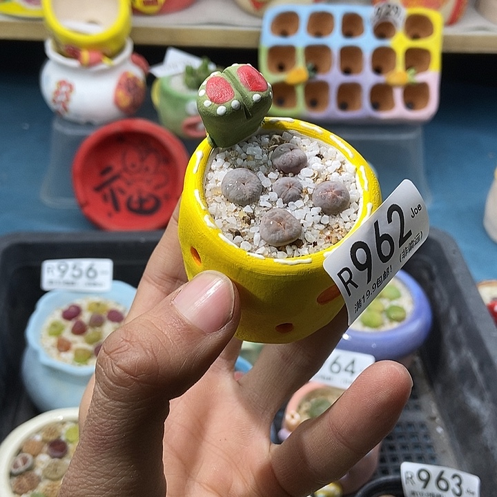 962大舅生石花肉锥多肉