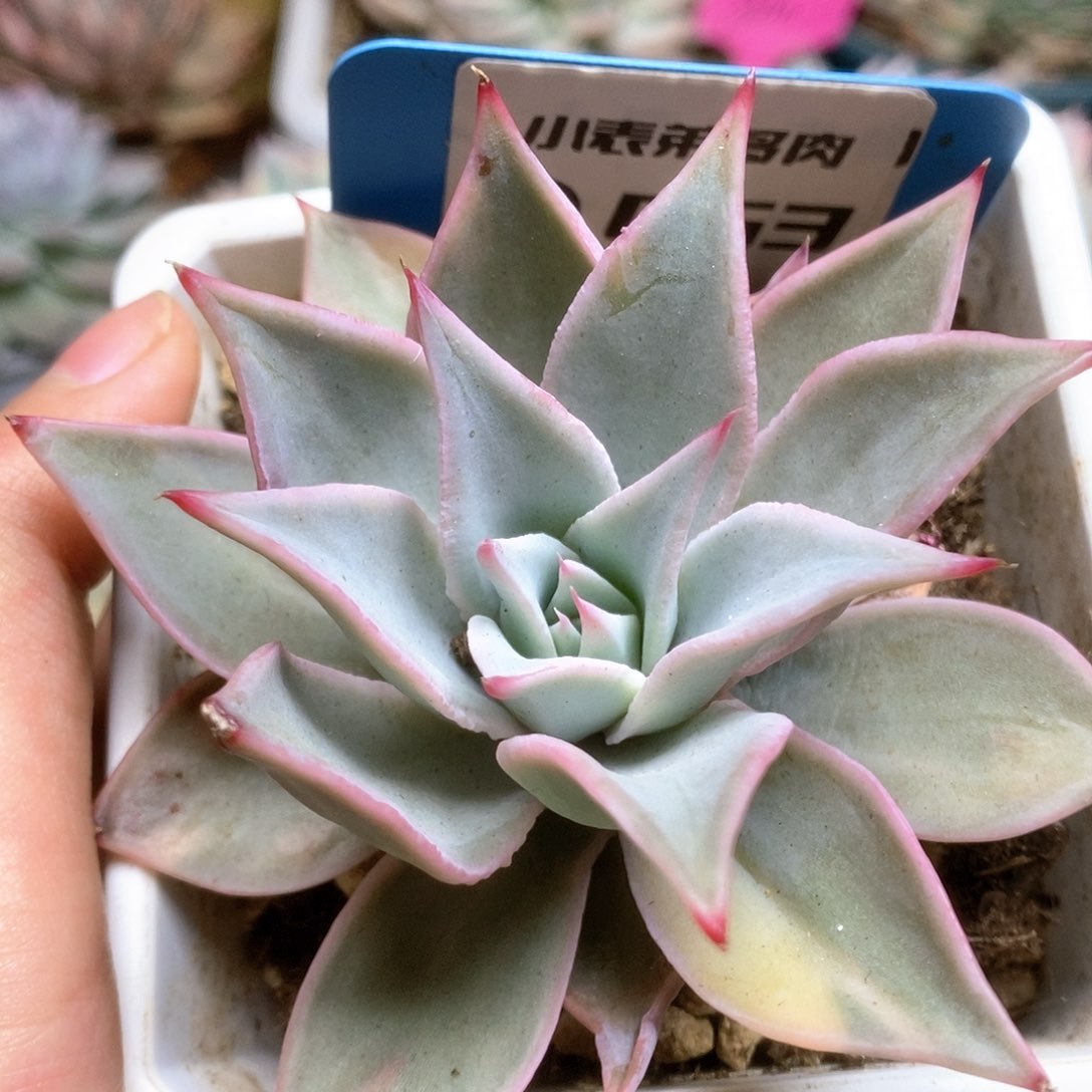 D053饺子皮锦锦锦锦锦