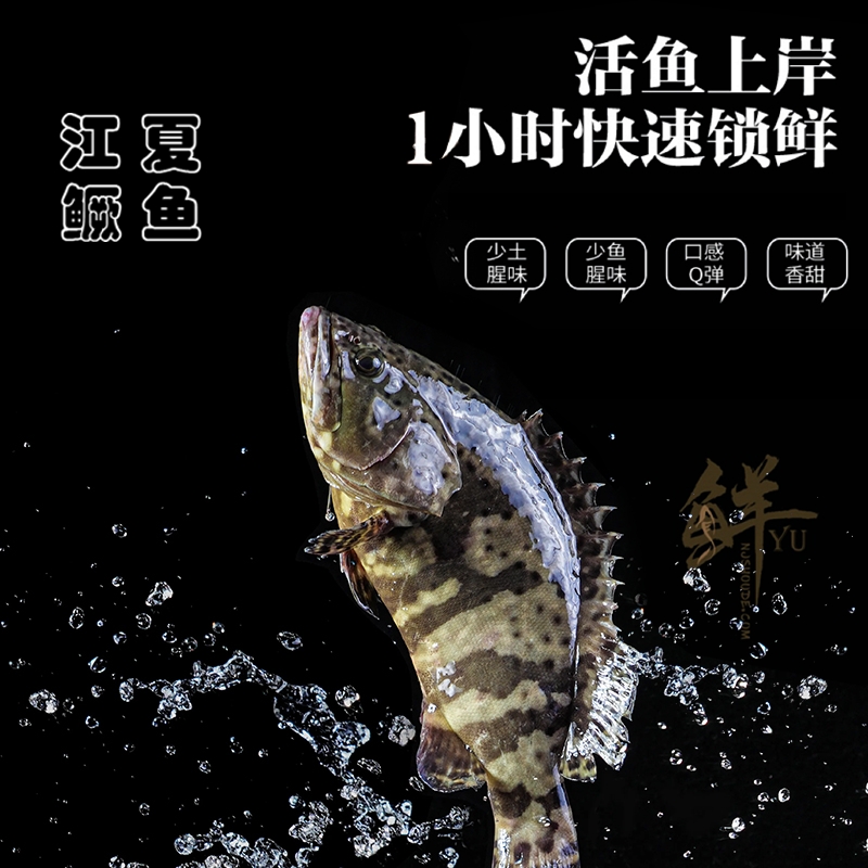 【东官洋】三去鳜鱼300-400g*2条/400-500g*2条/500-600g*2条商品图
