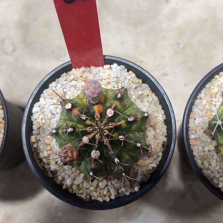 @****晞603-0425泰国发货