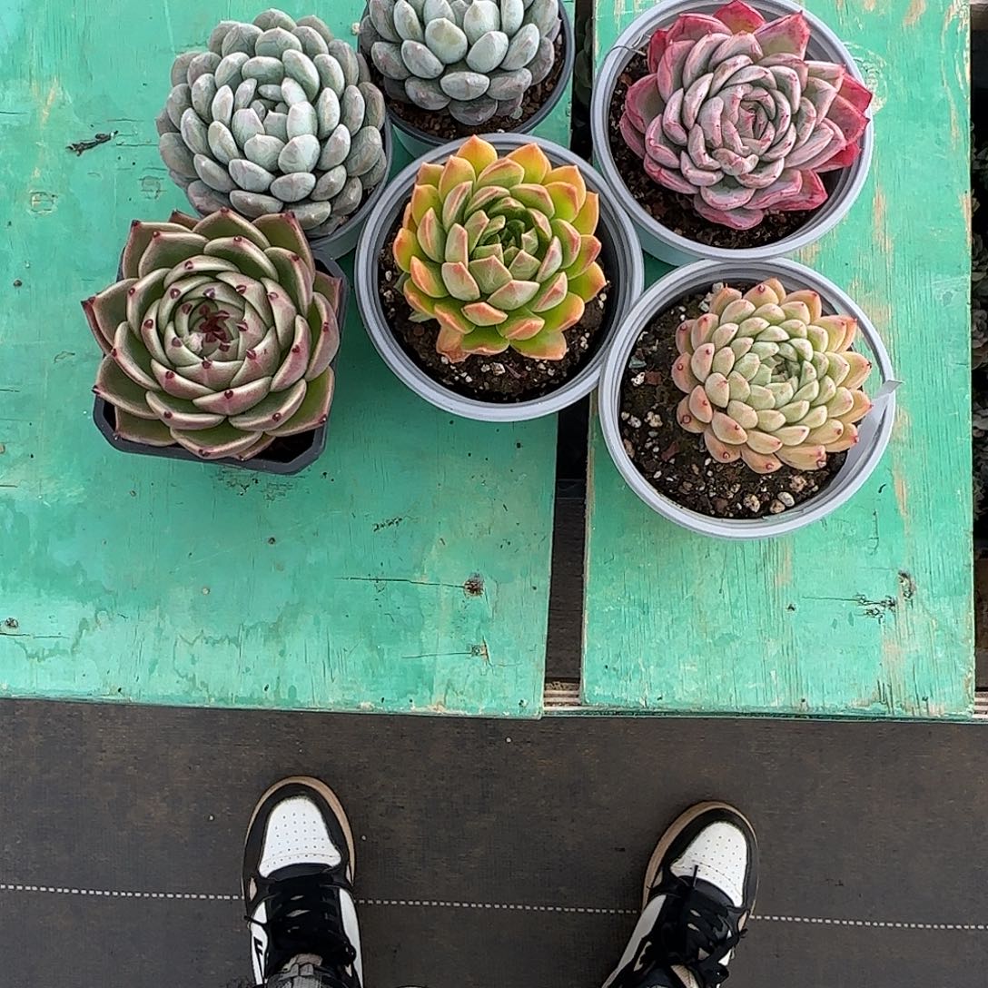 兰***菏6颗发货。          