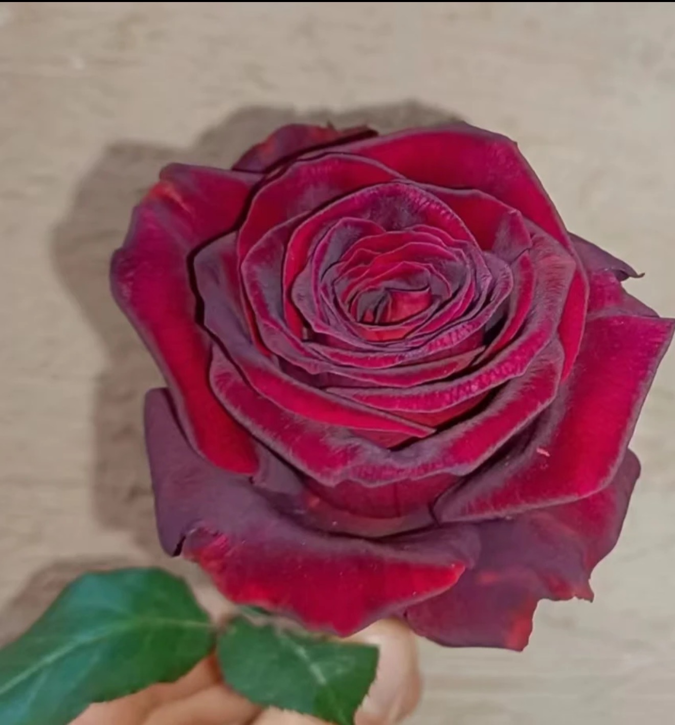 暗香2加仑根接玫瑰月季花树苗常年开花植物庭院阳台可养