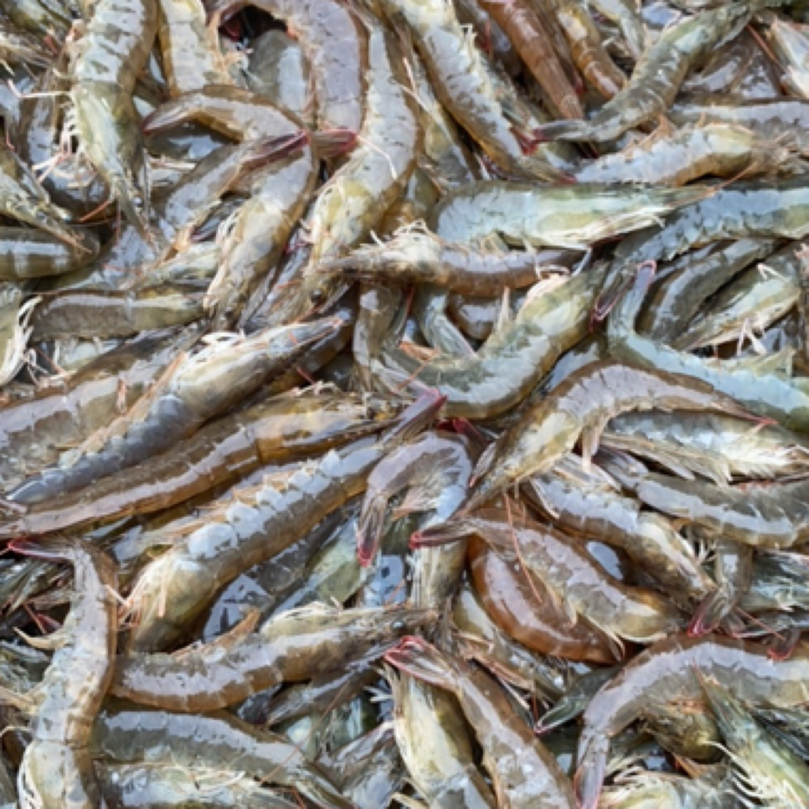 本地海水大虾纯海水大虾100元5斤
