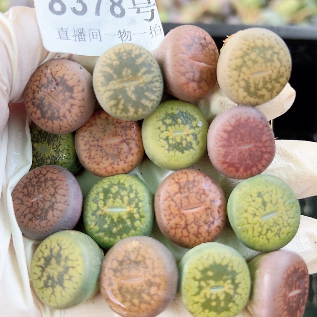 8378 好养易活生石花大母本16个1.5cm左右