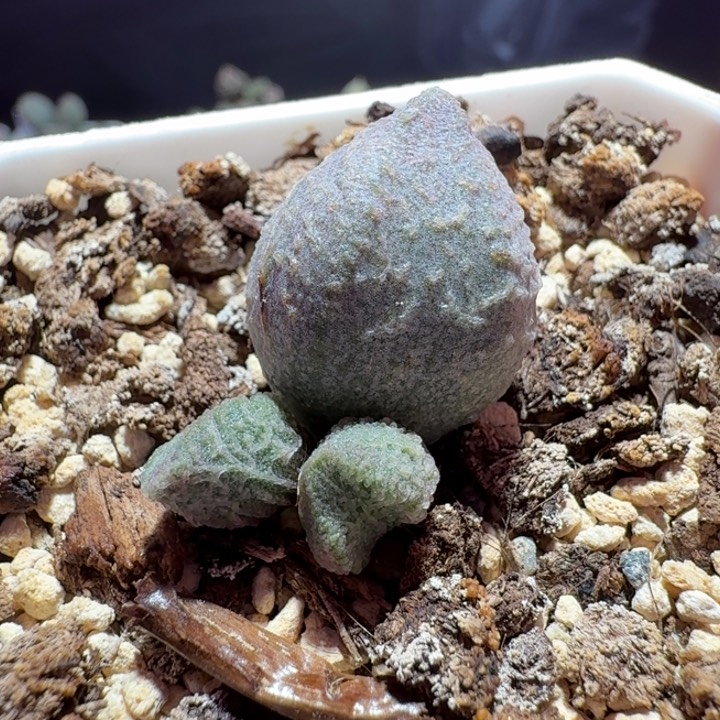 特价倒刺保品种水泡，带盆发货满88包顺丰