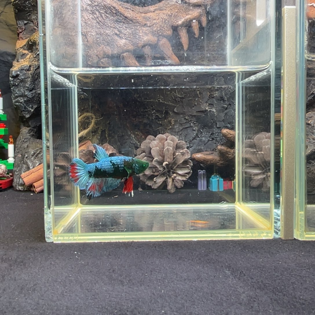 斗鱼十二月二十八日竞价