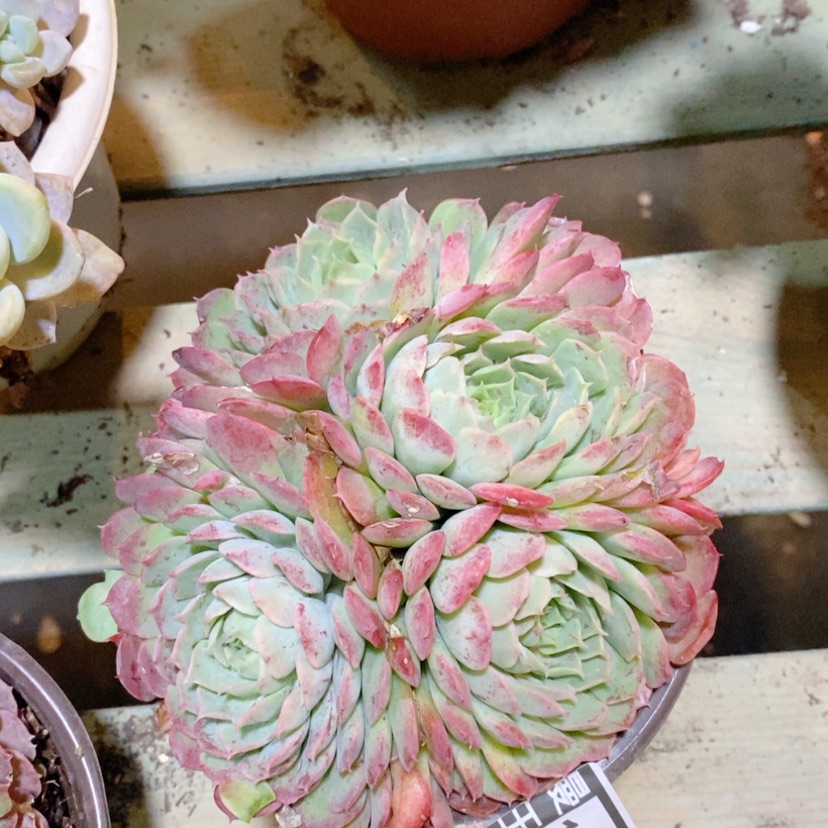 【闪购商品】朱砂痣14199