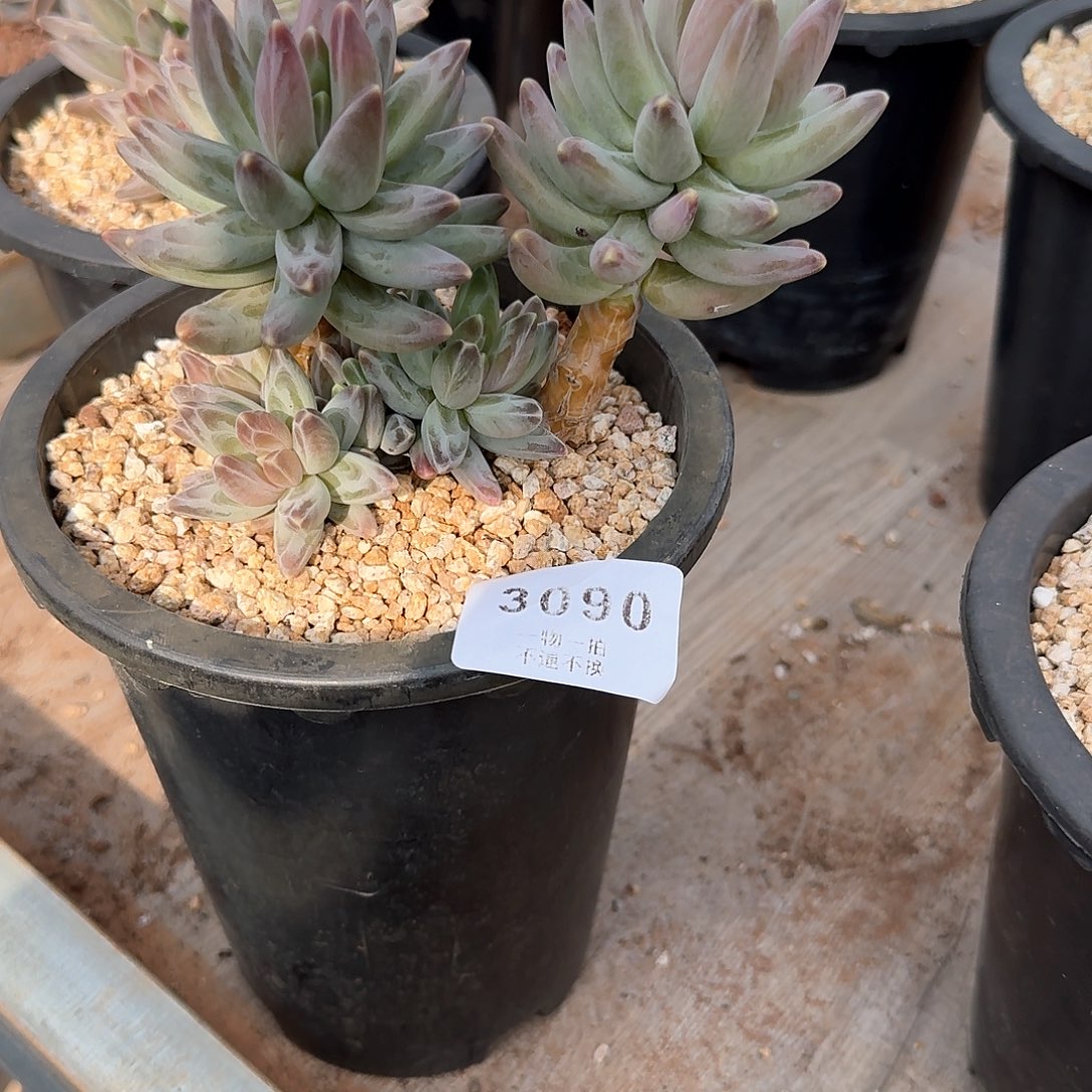 ❤️*3090号乌拉克拉老桩