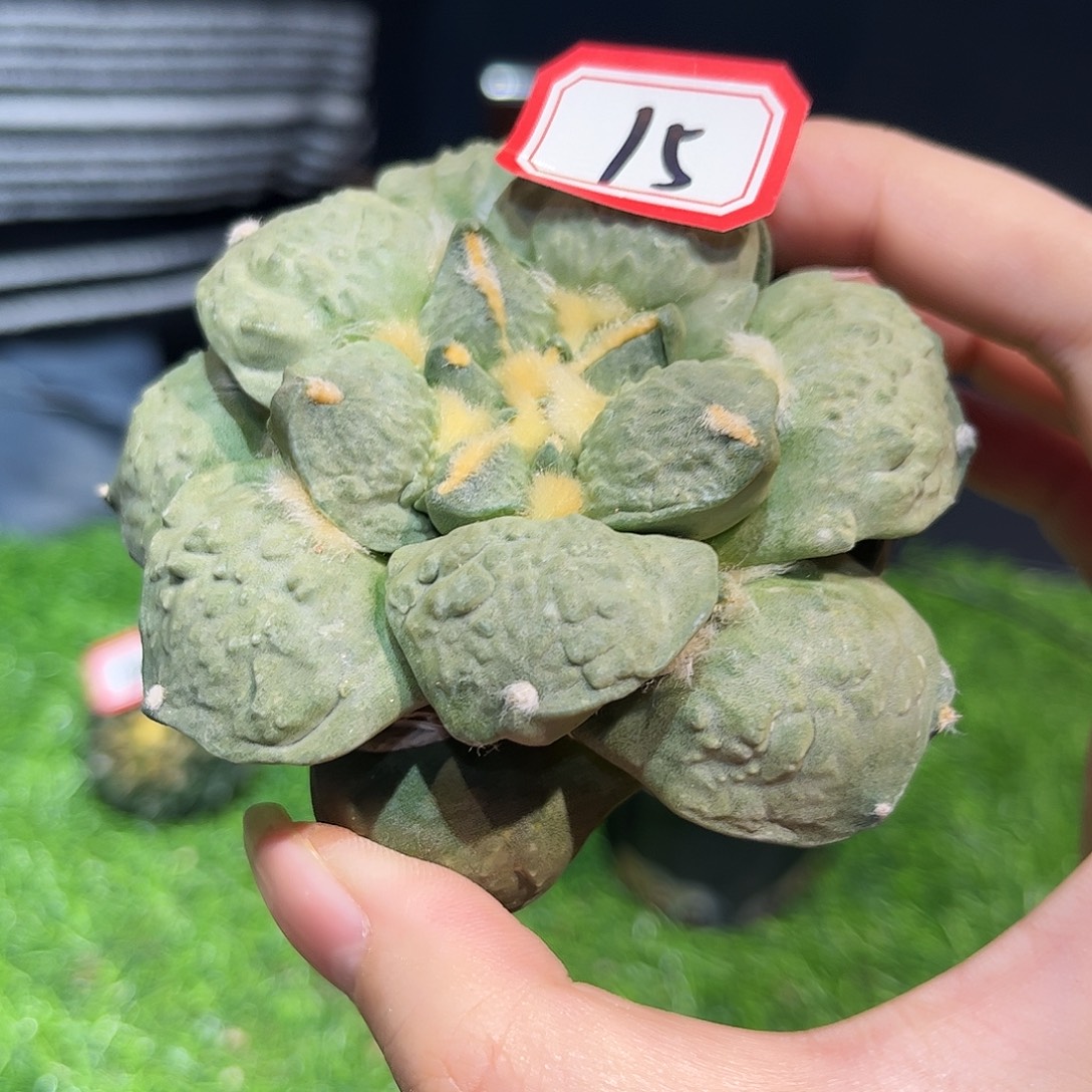 15号自根丸尤怒涛牡丹萝卜根