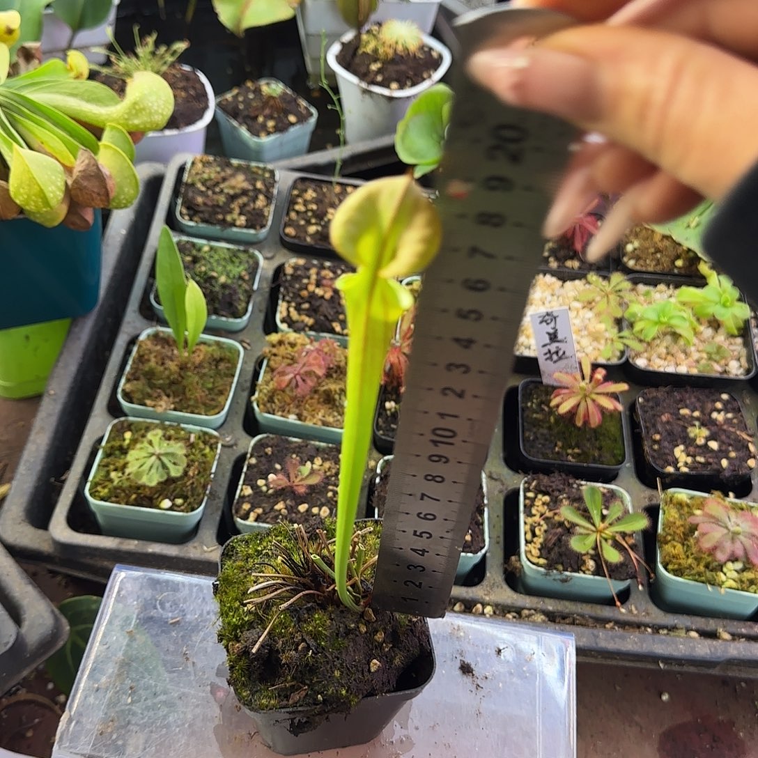 无花朵铜帽瓶子草