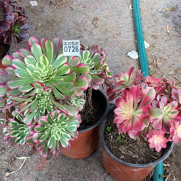 0726 两颗法师当母本卖