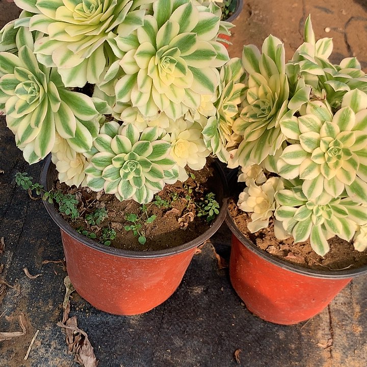 多肉植物麦把合两颗有砍48