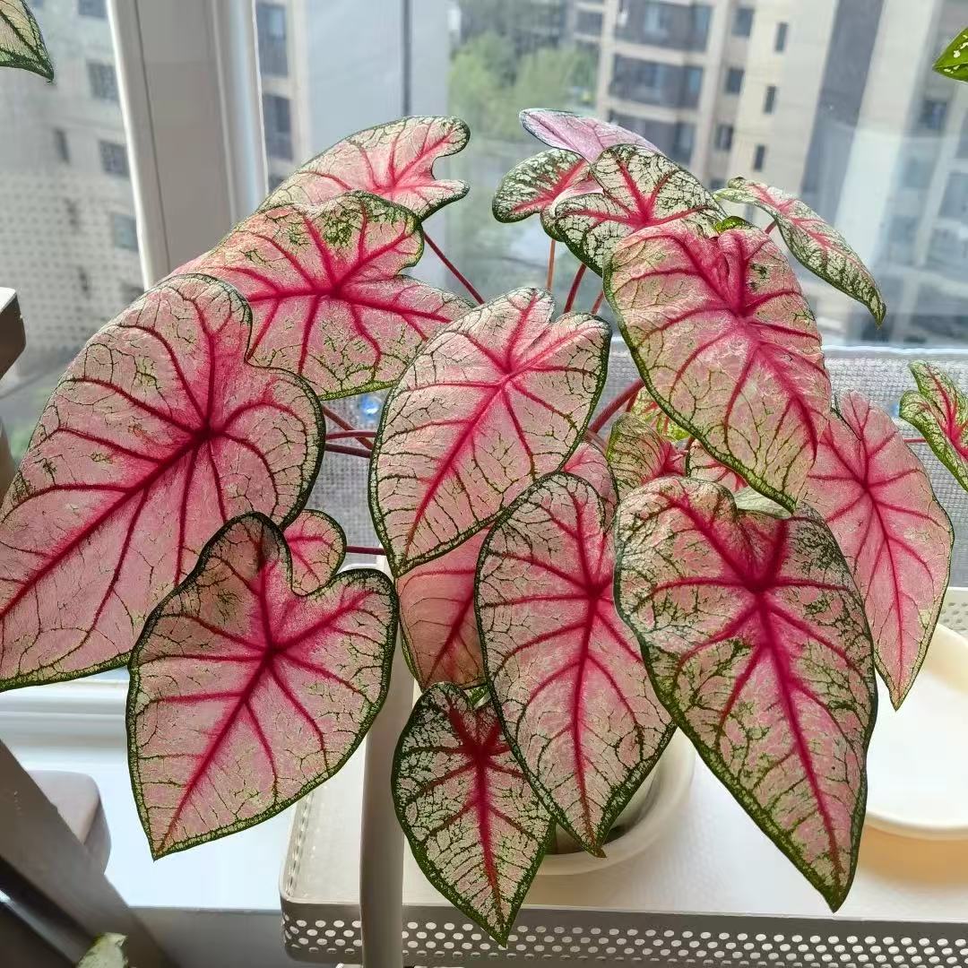 （顺丰发货）彩叶芋辐射室内盆栽彩叶观叶类耐热种球多年生懒人植物