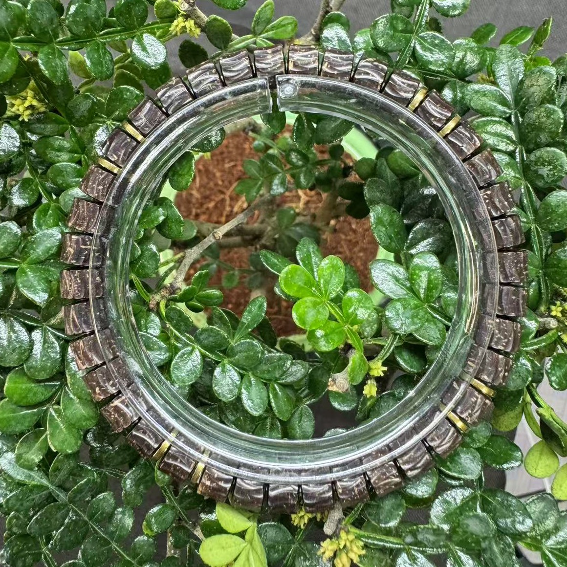 椰蒂手串  原生态椰蒂单圈手串（吞噬）男女款尺寸7左右 时尚百搭