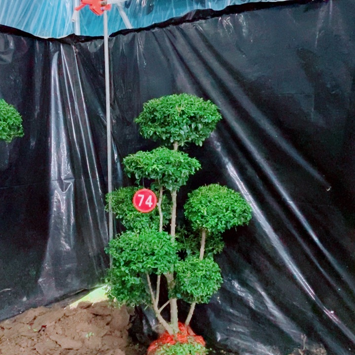 不开花植物一物一拍一个一个