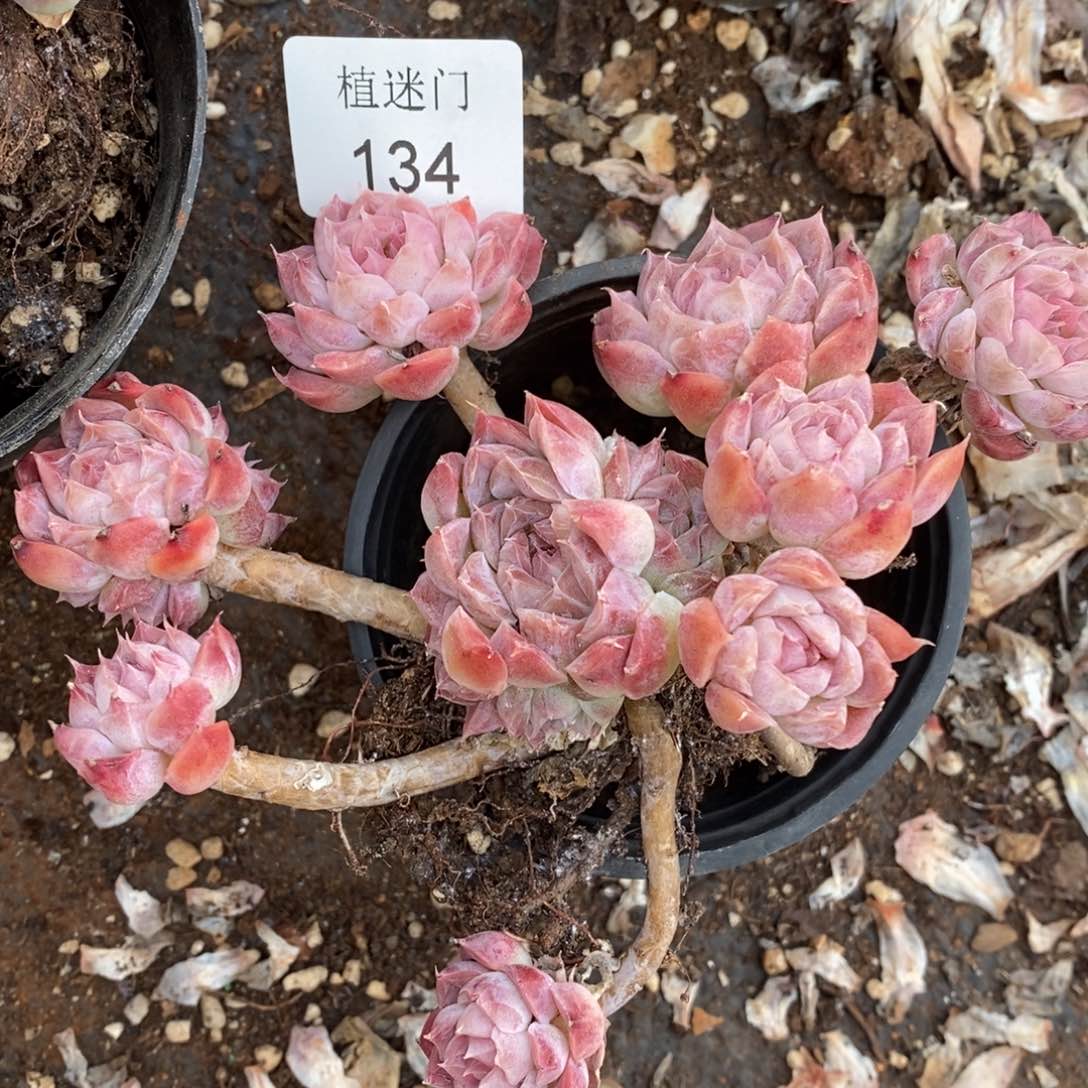 博**丁杂交精品多肉134