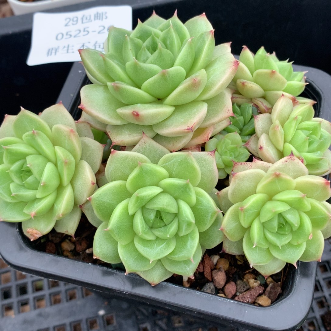 0525-26 麦秆优选