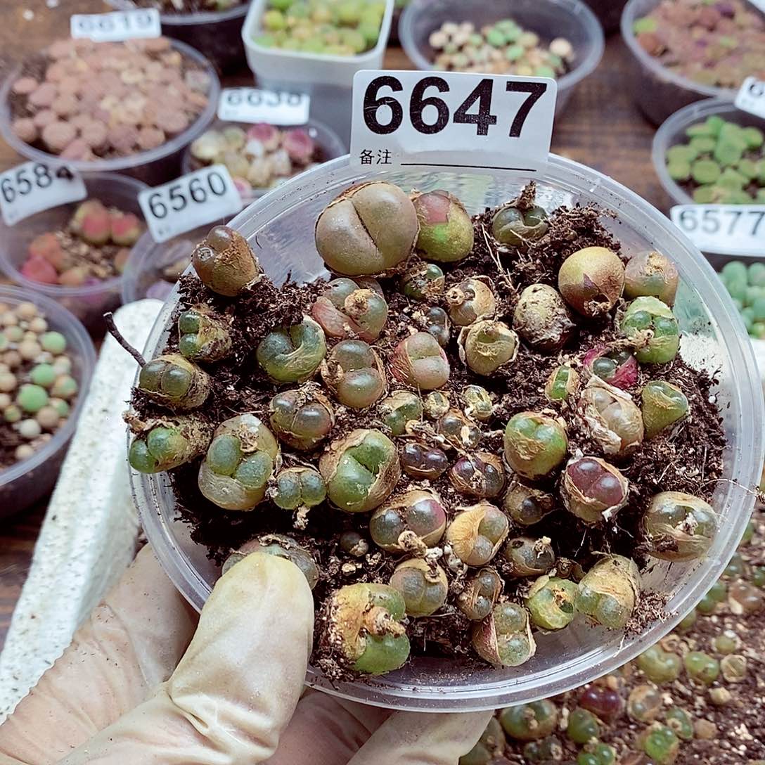 6647啊啊啊啊啊啊啊