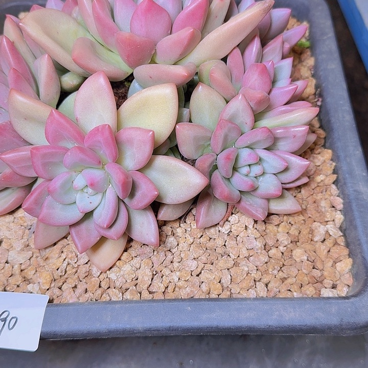 1490胖体赫本多肉植物