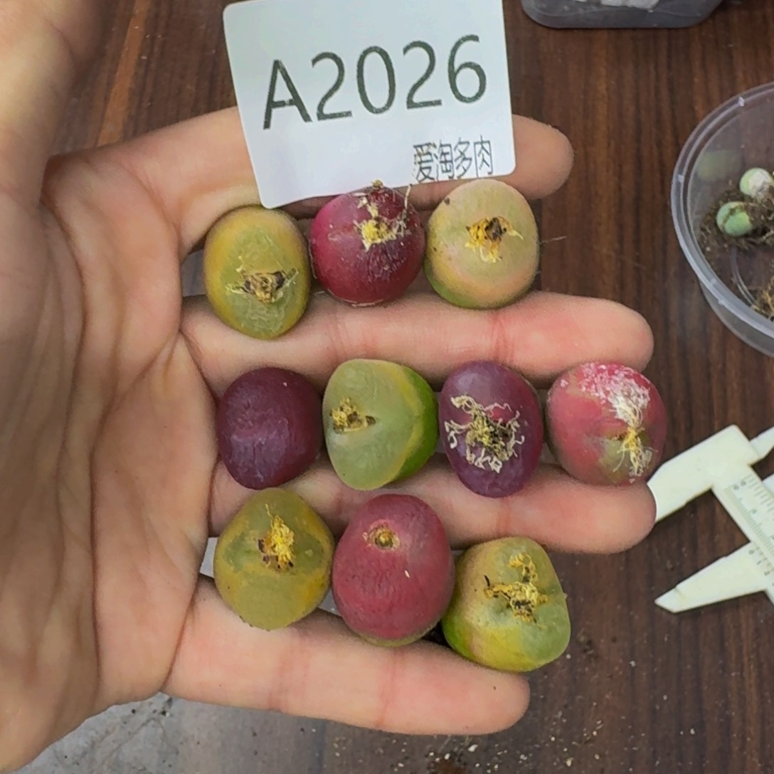 2026--生石花 肉锥