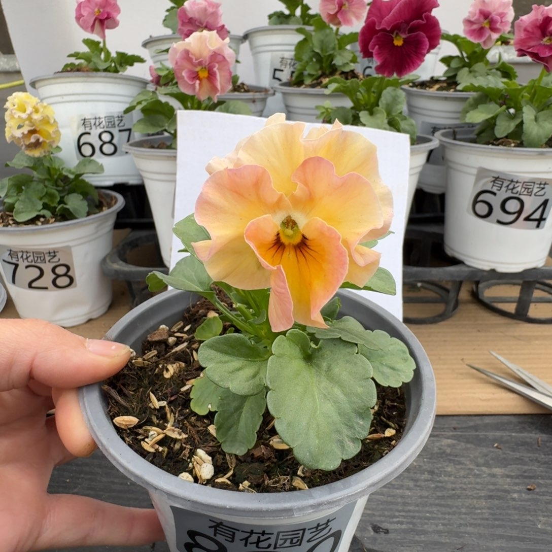 无花朵820号角堇