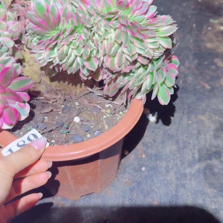 189荔枝缀化多肉植物满28包邮