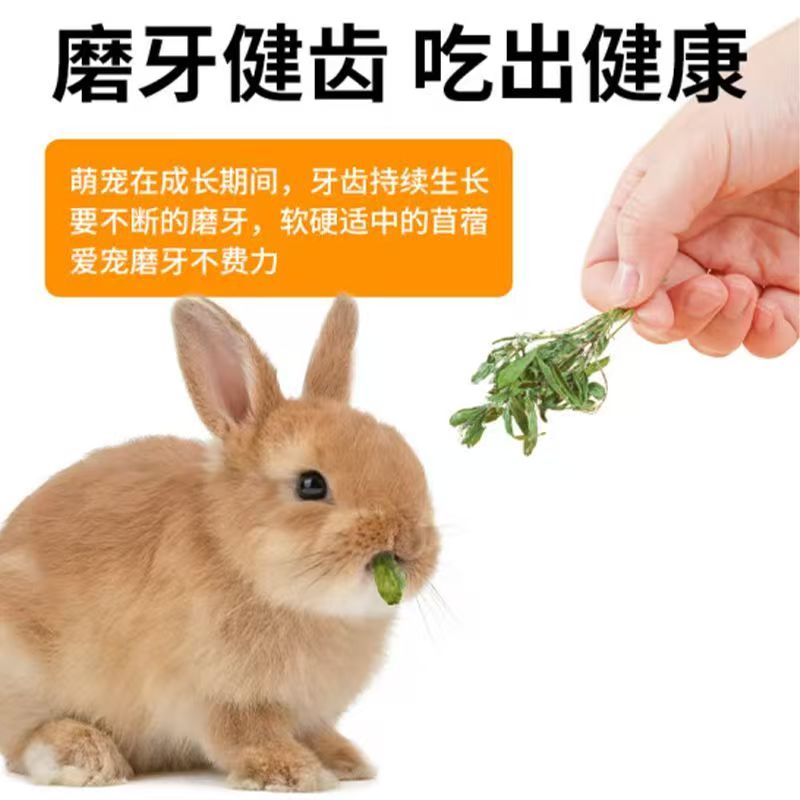 【柔柔萌宠】-25年最新头茬紫花苜蓿草幼兔荷兰猪优质草食