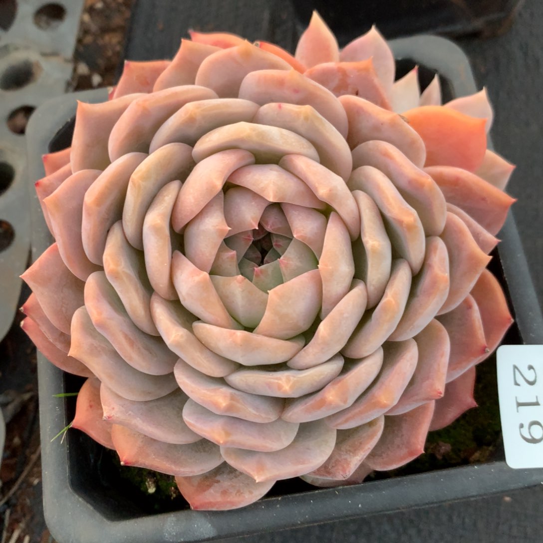 219新年快乐发发发