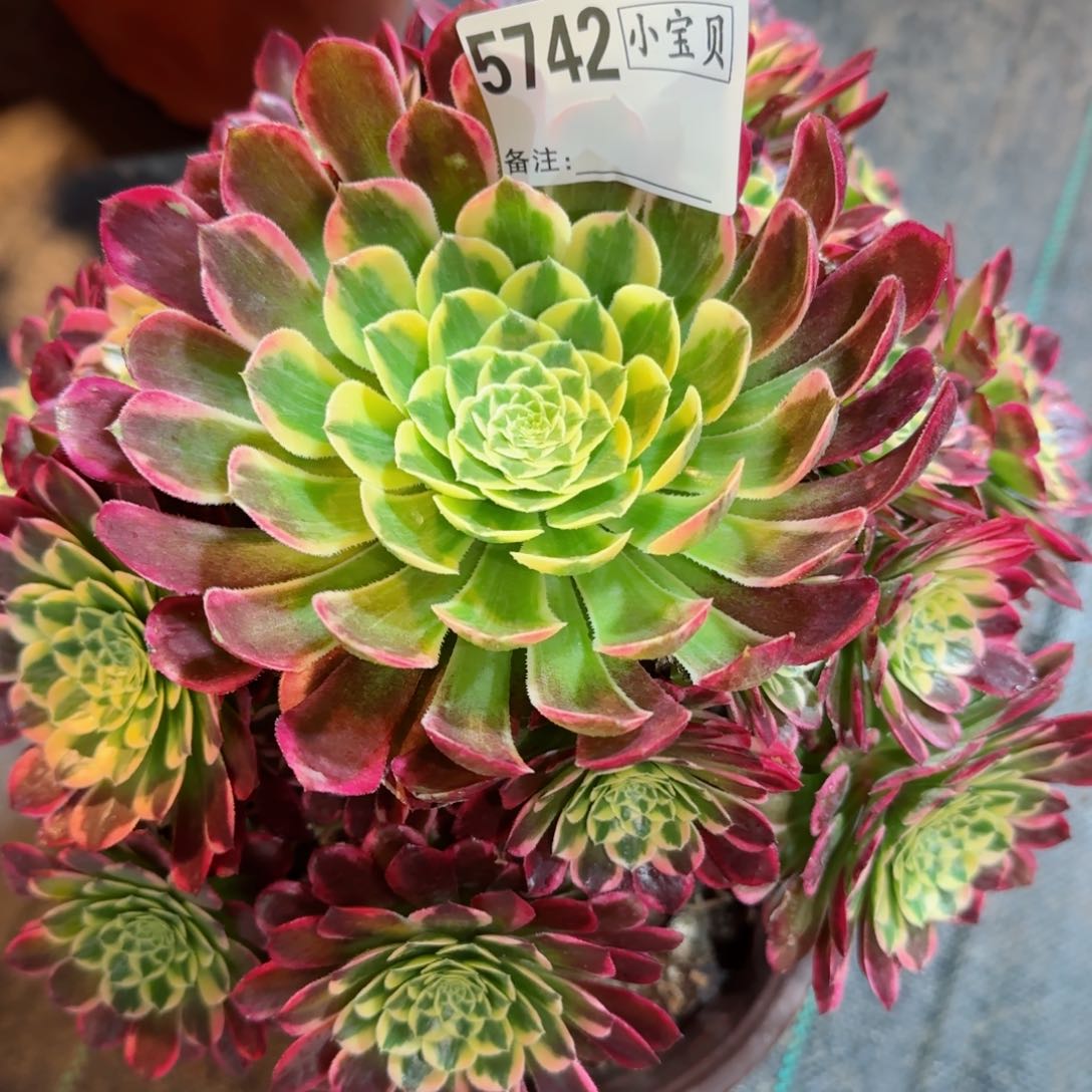 樱*朝霞多肉5742多肉断枝