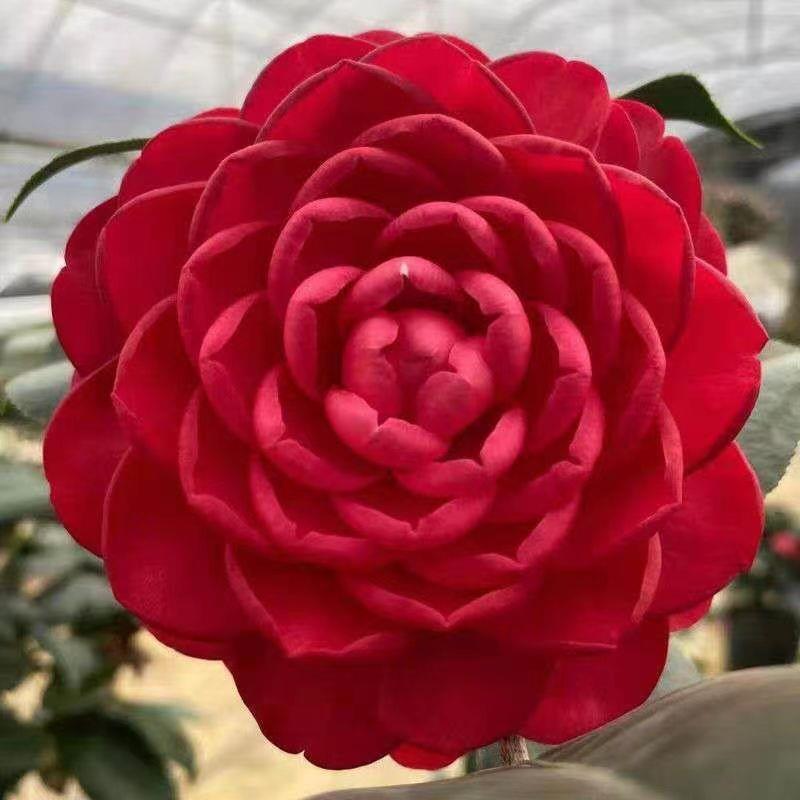 赤丹  六角大红 年宵花卉福建龙岩盆栽茶花带花苞经典大红茶花苗