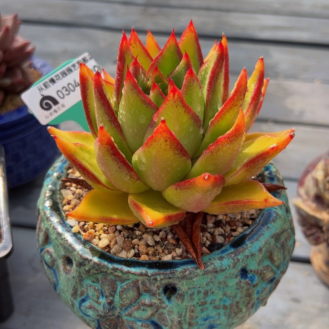 从前慢多肉精选编号0304.420