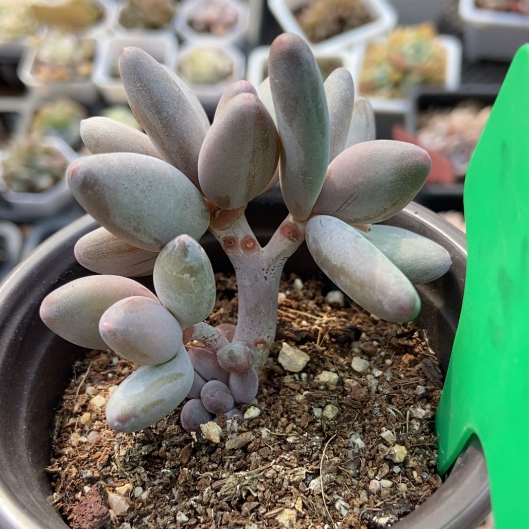 739白兰地多肉植物保护