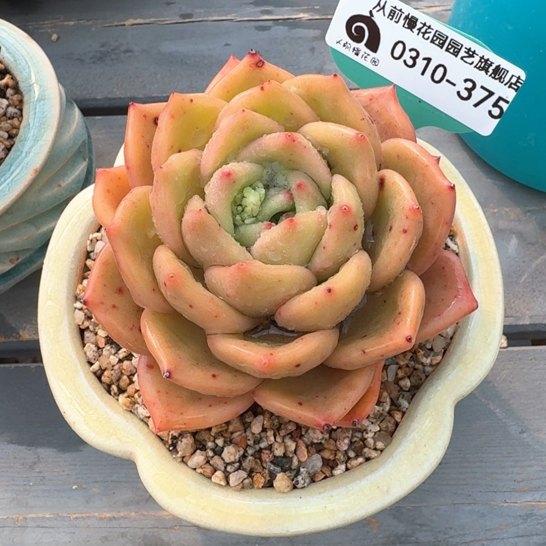 从前慢多肉精选编号0310.375