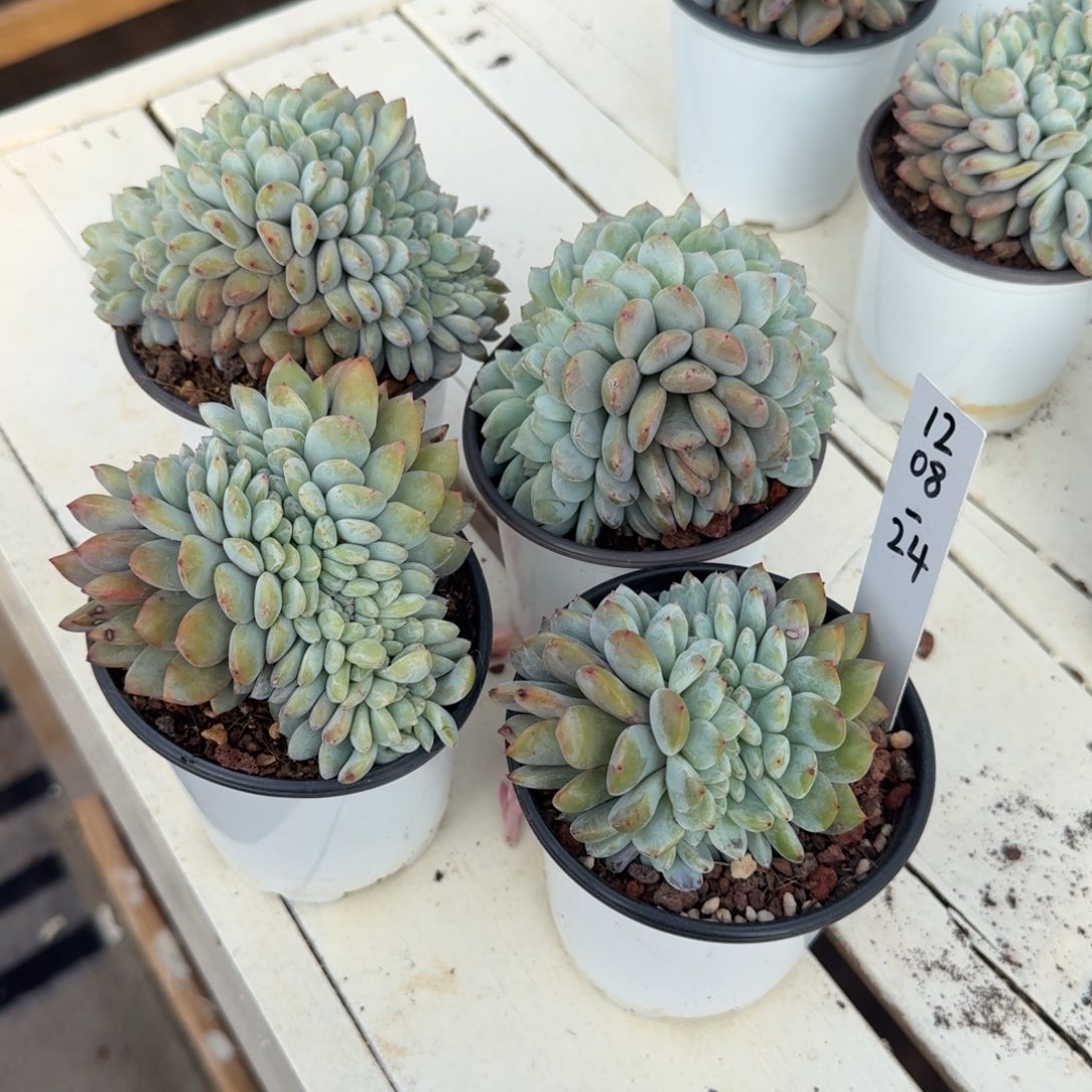 落***尘1208-24星影缀化四颗