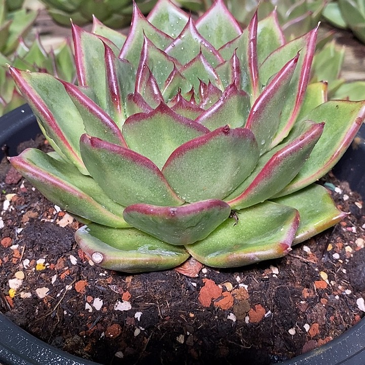 毛***松福利原始种12           