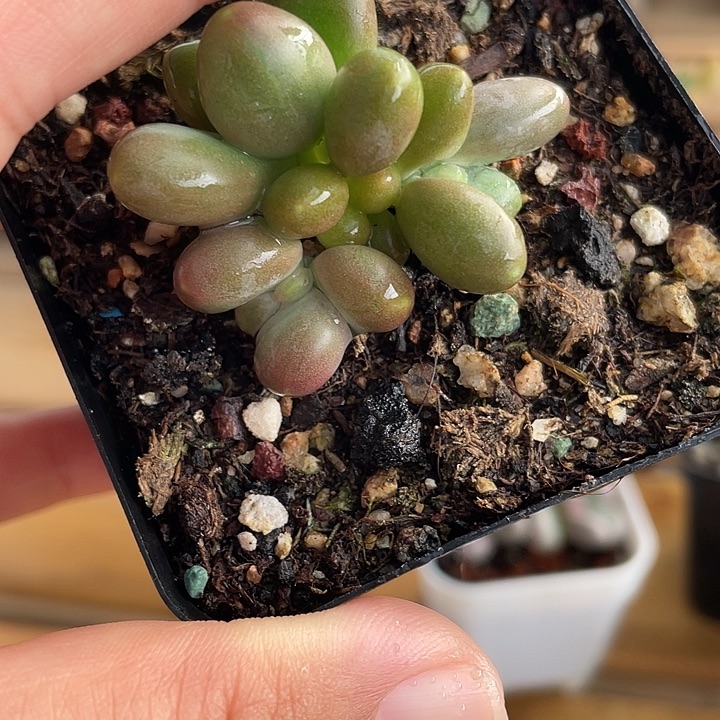 910芒果奶錦啊啊啊啊啊