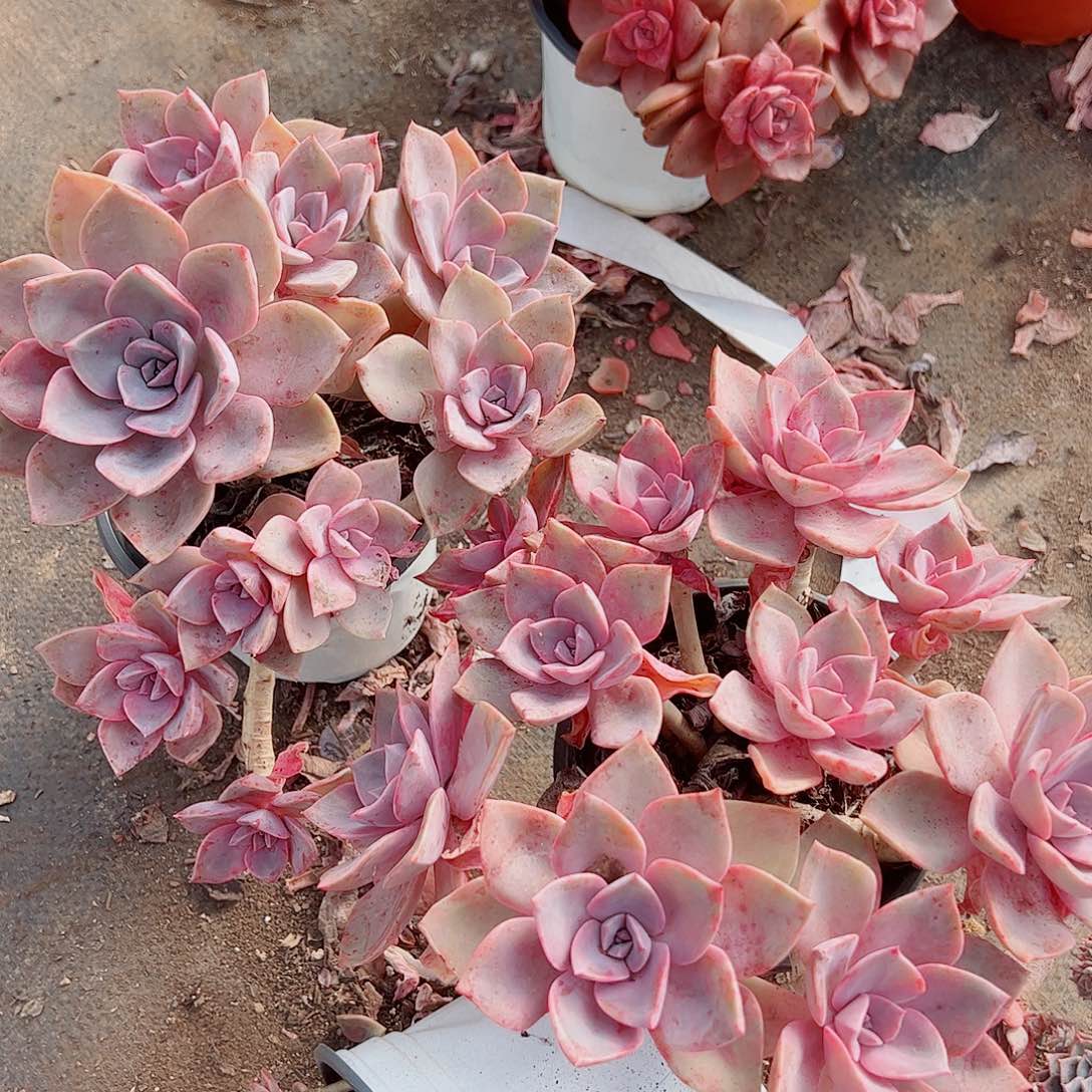 中国初恋多头群生精品二盆