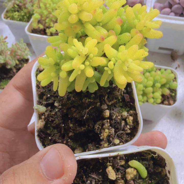 糖球锦福利一颗福利