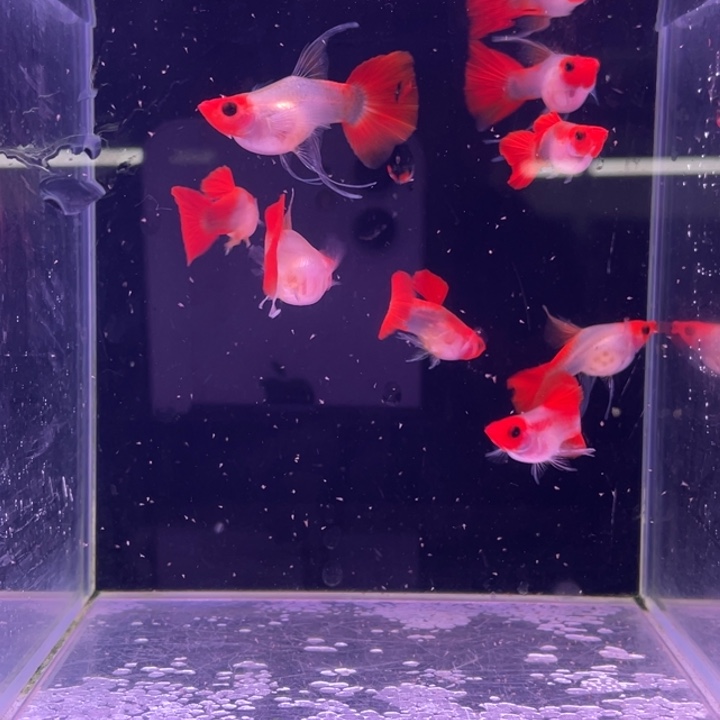 ****࿐孔雀鱼红头玻璃猫C4对