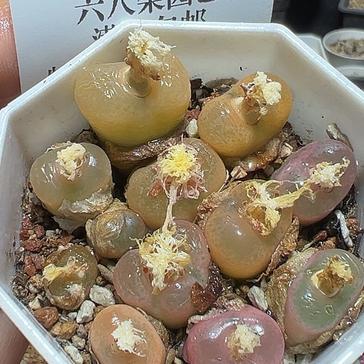 722号特价毛汗尼一盆