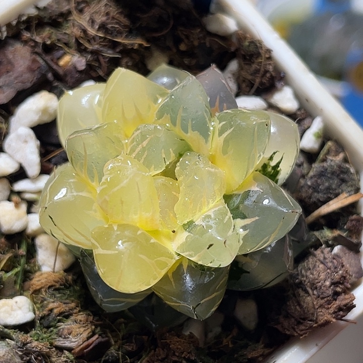 586水中月锦特选福利