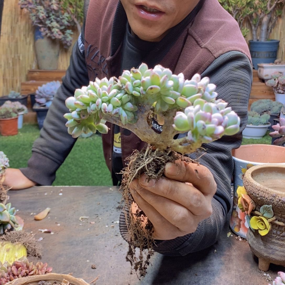 用****5239号玛瑙缀多肉